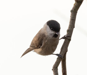 Willow Tit
