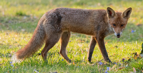 Red Fox (m) exploring his territory during mating season