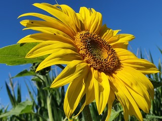 sunflower and bee
