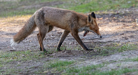 Red Fox (m) exploring his territory during mating season