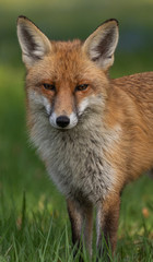 Naklejka na ściany i meble Red Fox (m) exploring his territory during mating season