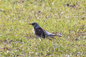 Wacholderdrossel im Früjahr im Gras