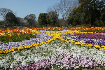 Fototapeta premium Spring Garden Japan