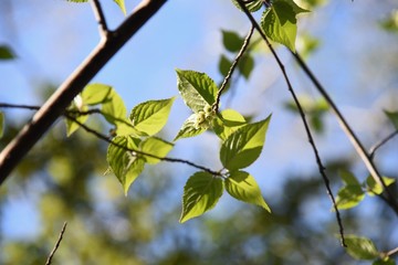  Stachyurus praecox / Dioecious deciduous shrub