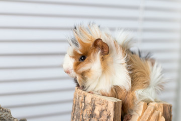 Obraz premium portrait of a Guinea pig