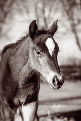 Portrait of beautiful  foal  in the farm yard