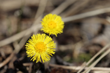 Coltsfoot flowers in a spring forest. Blooming Tussilago farfara, yellow flowers in sunny day