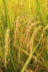 close up of ripening rice in a paddy field