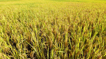 close up of ripening rice in a paddy field