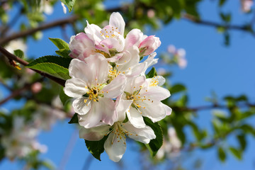 Obraz premium Blossoming apple tree on blue sky background.