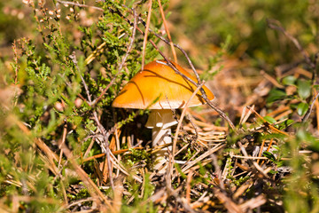poisonous mushrooms