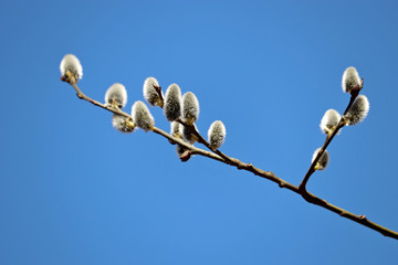 Pussy willow flowers on the branch, blooming verba in spring forest on blue sky background. Palm Sunday symbol, catkins in sunny day	