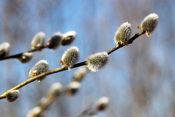 Pussy willow flowers on the branch, blooming verba in spring forest on blue sky background. Palm Sunday symbol, catkins in sunny day	