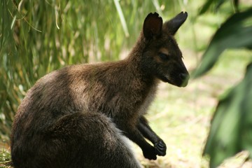 side shot kangaroo sitting in grass 
