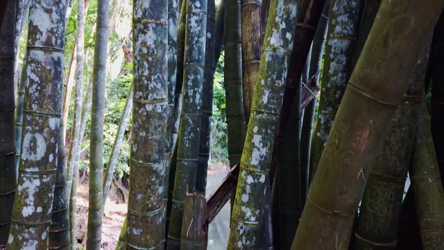 Tilt Up to bamboo tops. Dendrocalamus giganteum