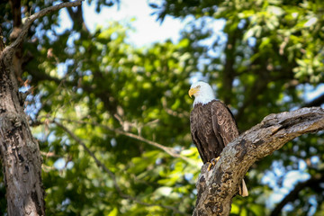 Eagle Paused