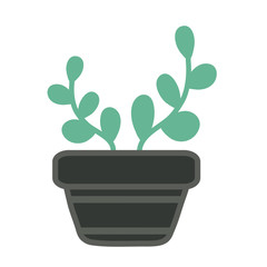 Succulent vector drawings. Succulent in a flower pot.Home flowers. Color simple vector illustration.