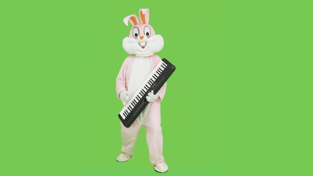 Musician in easter rabbit bunny life-size suit costume playing piano music, celebrate easter, having fun on chroma key, green screen