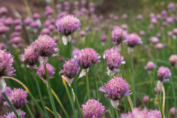Close up view of amazing small pink flowers of allium schoenoprasum, chives in garden. Beauty of nature concept