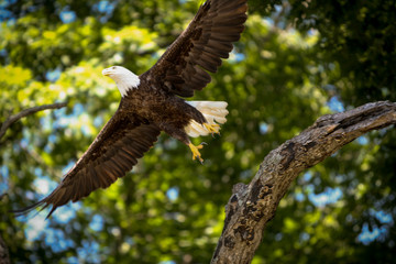 Eagle Take Off