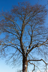 leafless tree at winter against blue sky