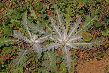 Distel Rosette