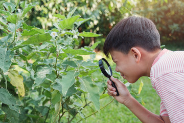 Tween Asian boy looking at leaves through a magnifying glass, montessori homeschool education,...