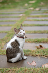 Portrait Of Young Cat.