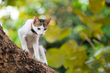 Naklejka na ściany i meble Kitten Climbing Tree And Blur Green Background.
