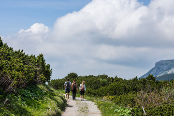 drei wanderer auf einem weg zwischen niedrigen foehren