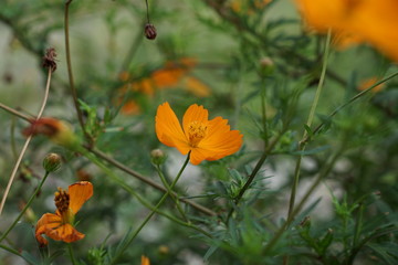 花, 自然, オレンジ、美しさ,