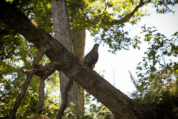 Eagle
