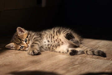 Portrait of cute little tabby kitten lying on the cement floor with the sun light background.