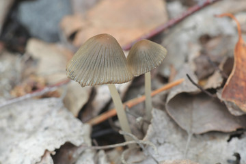 Coprinellus angulatus, known as bishops inkcap, wild coal-loving mushroom from Finland