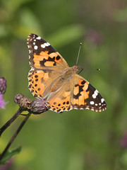 Vanessa cardui, known as the painted lady, feeding on creeping thistle. Cirsium arvense