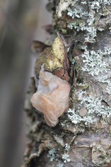 Exidia thuretiana (Tremella thuretiana), known as the white brain, wild fungus from Finland