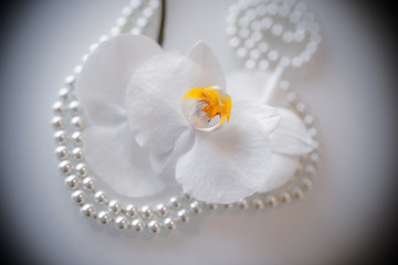 pearl and white orchid on a white glas
