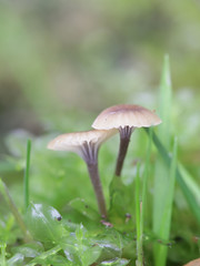 Rickenella swartzii, known as the Collared mosscap, wild mushroom from Finland