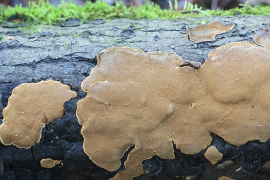 Phellinus conchatus, a bracket fungus from Finland with no common english name