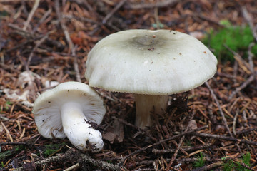 Russula aeruginea, known as the grass-green Russula, the tacky green Russula, or the green brittlegill, wild mushroom from Finland