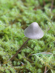 Panaeolus alcis, a motllegill mushroom from Finland with no common english name
