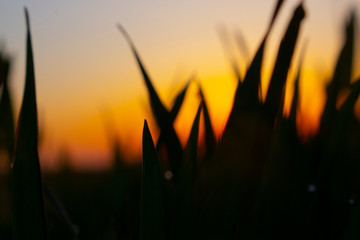 Dark silhouettes of blurred grass leaves against orange sky background with morning or evening red sun.