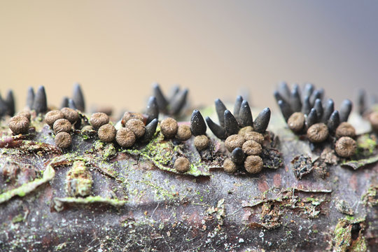 Godronia uberiformis, a parasitic fungus with no common english name growing on black currant, Ribes nigrum