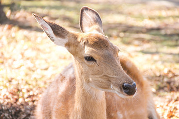 Obraz premium Single deer sitting in the forest witn sun light on background