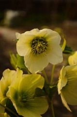 Hellebores (helleborus argutifolius) in flower. springtime. cross processed