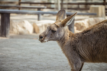 Close up side view of a kangaroo