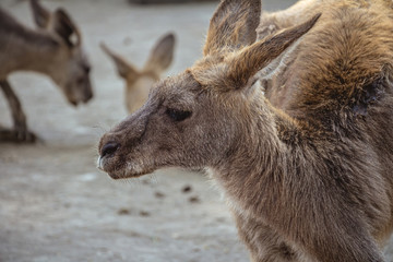 Close up side view of a kangaroo