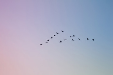 Flock of cranes flying in the sky