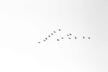 Flock of cranes flying in the sky