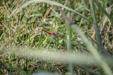 Red dragonfly resting on a leaf